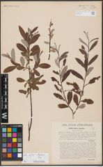 Foto von Salix aurita L. x Salix eleagnos Scop.